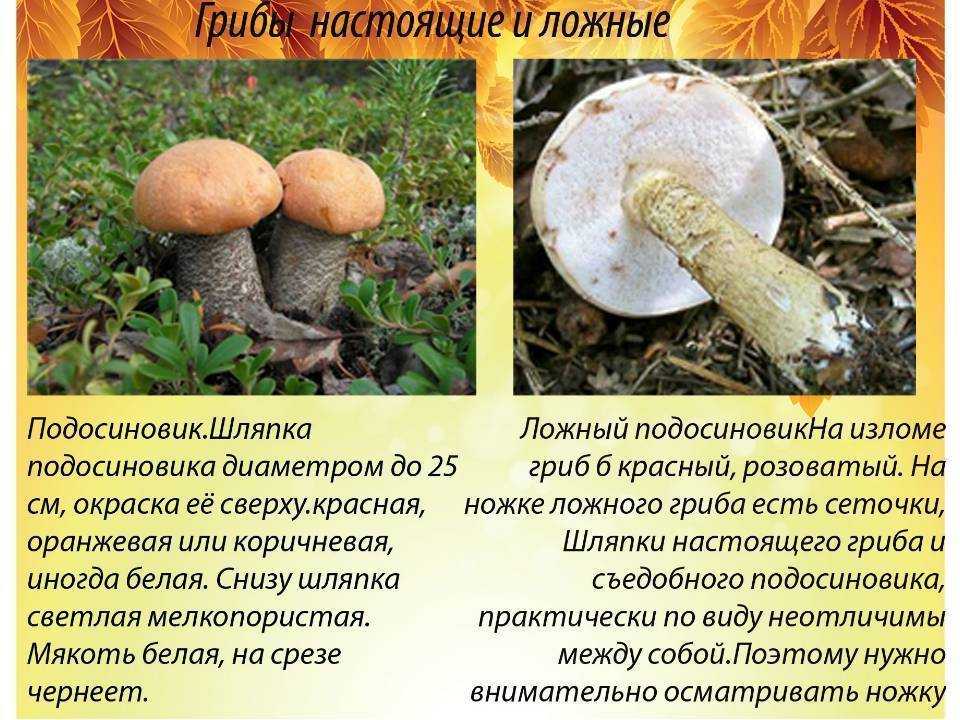Грибы подберезовики (обабки)