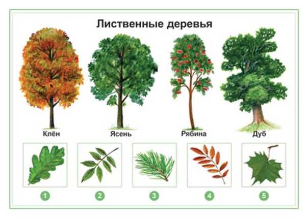 Широколиственные породы деревьев список
