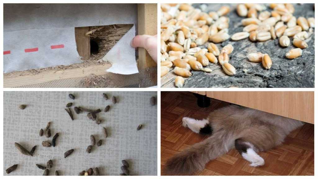 Почему кошки делают это?