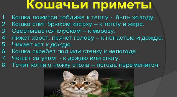 К чему появляется котенок дома: приметы и поверья о кошках, котах и котятах