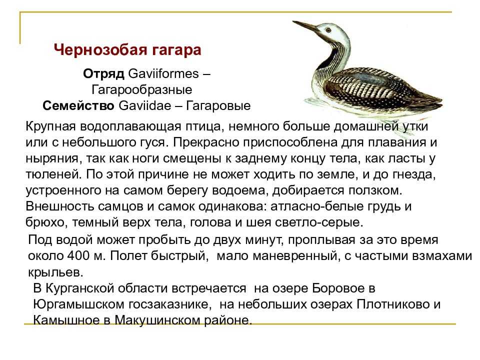Животные курганской области