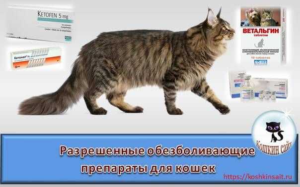 Какие обезболивающие средства можно давать кошкам? - кошовед - сайт любителей кошек и котов