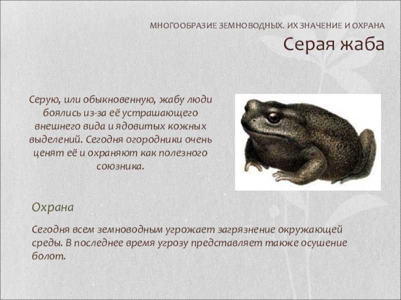 Красная книга россии. кавказская жаба, или колхидская жаба bufo verrucosissimus колхидская жаба