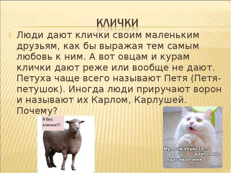 Как выбрать имя для козы?