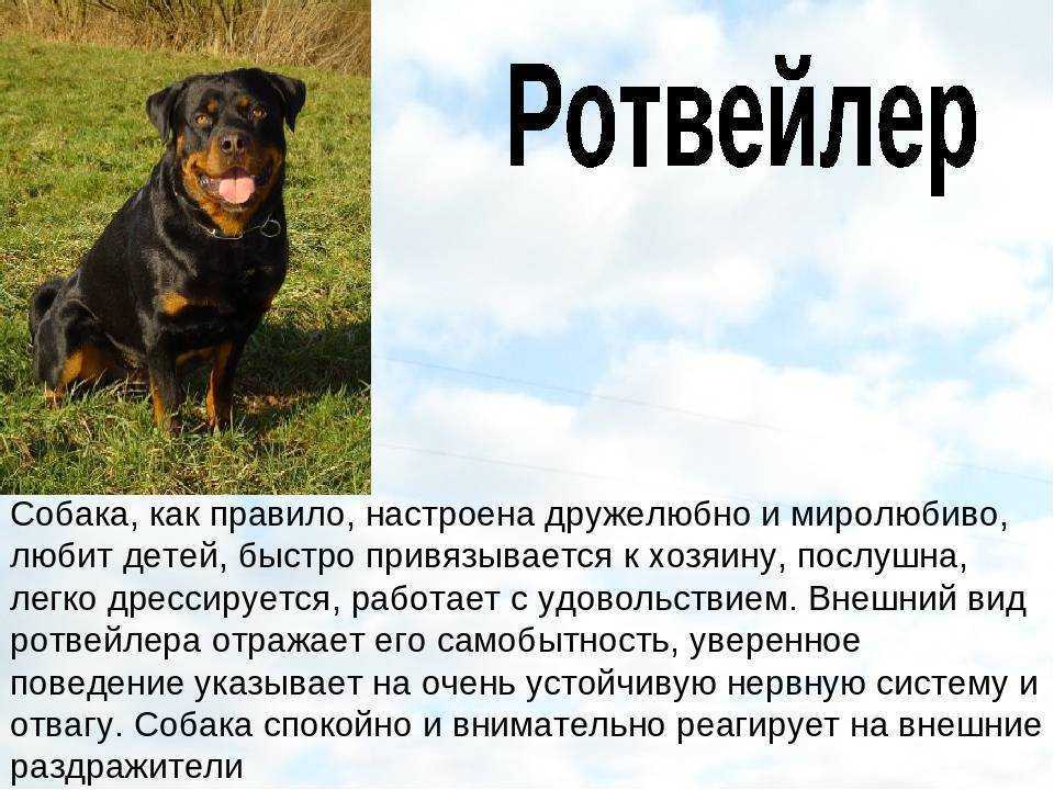 Ротвейлер - характеристика породы, стандарты, фото