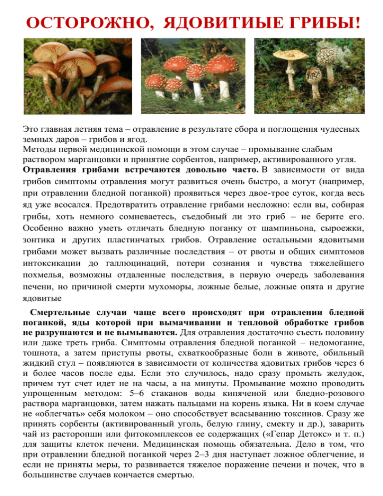 Самые опасные птицы в мире: устрашающая десятка