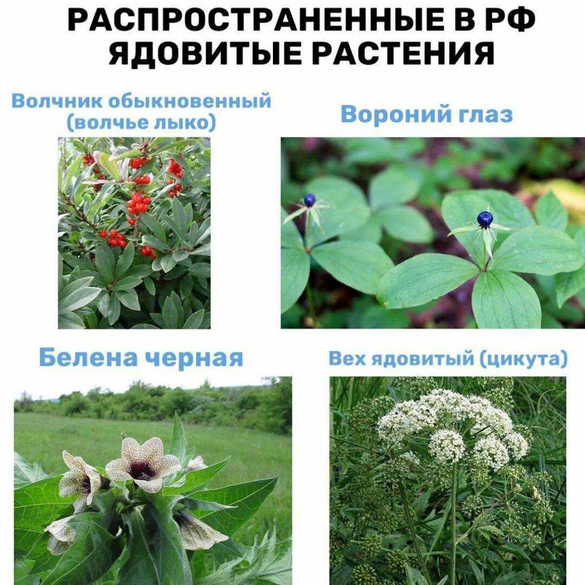 Ядовитые растения вокруг нас