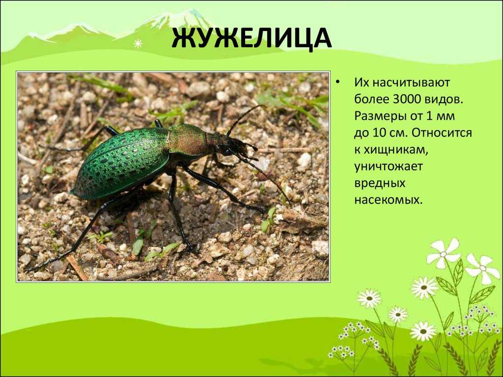 Жужелица