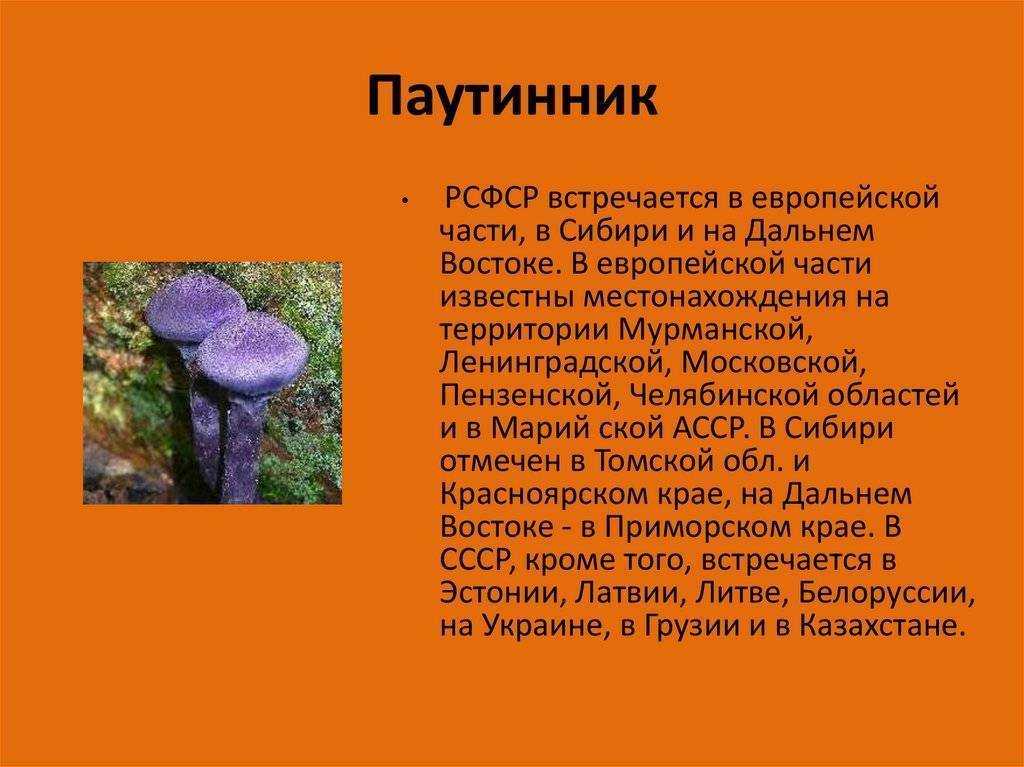 Паутинник фиолетовый: 50 фото ? и описание, виды, названия, полезные свойства, как отличить