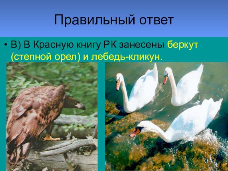 Список птиц, занесённых в красную книгу казахстана