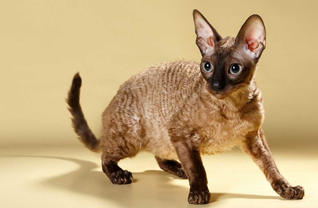 Какие есть кошки с кудрявой шерстью: названия, описание, фото