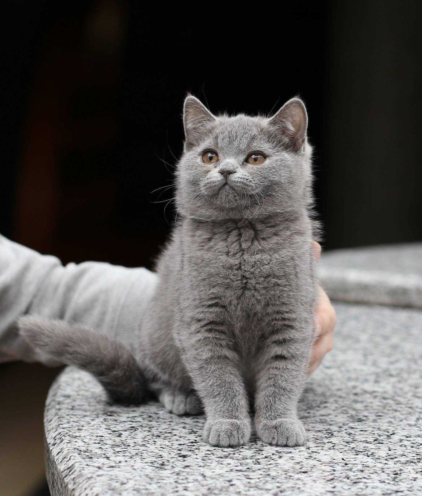 Клички для британских кошек и котов: где брать идеи?
