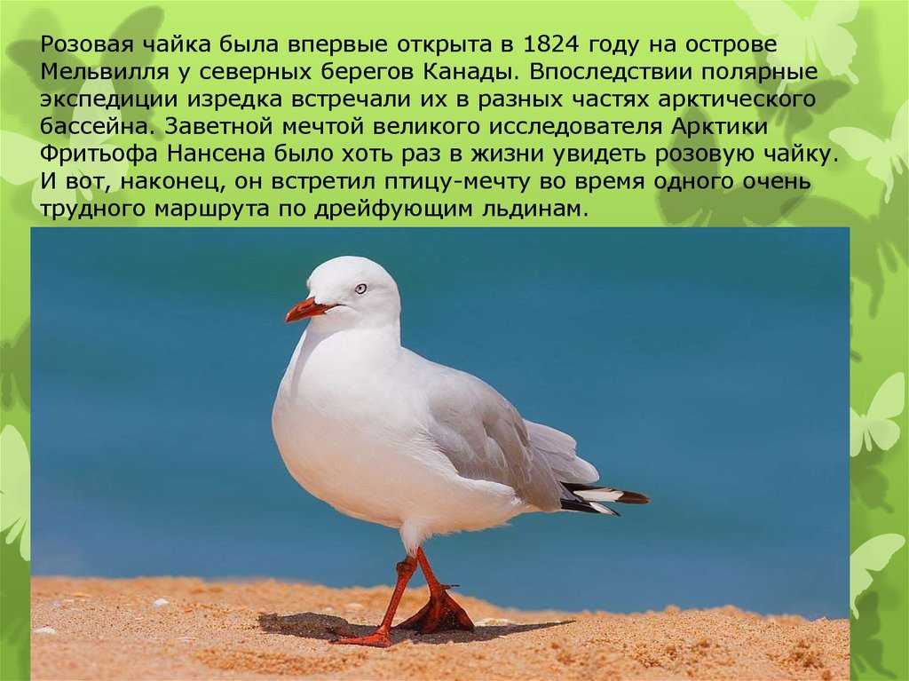 Чайка - описание, фото и виды птицы