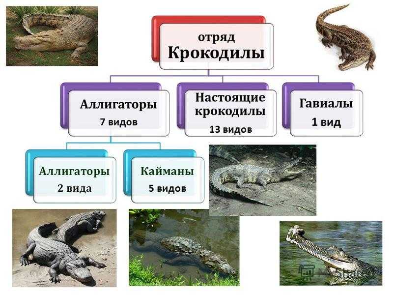 Крокодил 🔥 описание рептилии, особенности, виды, образ жизни