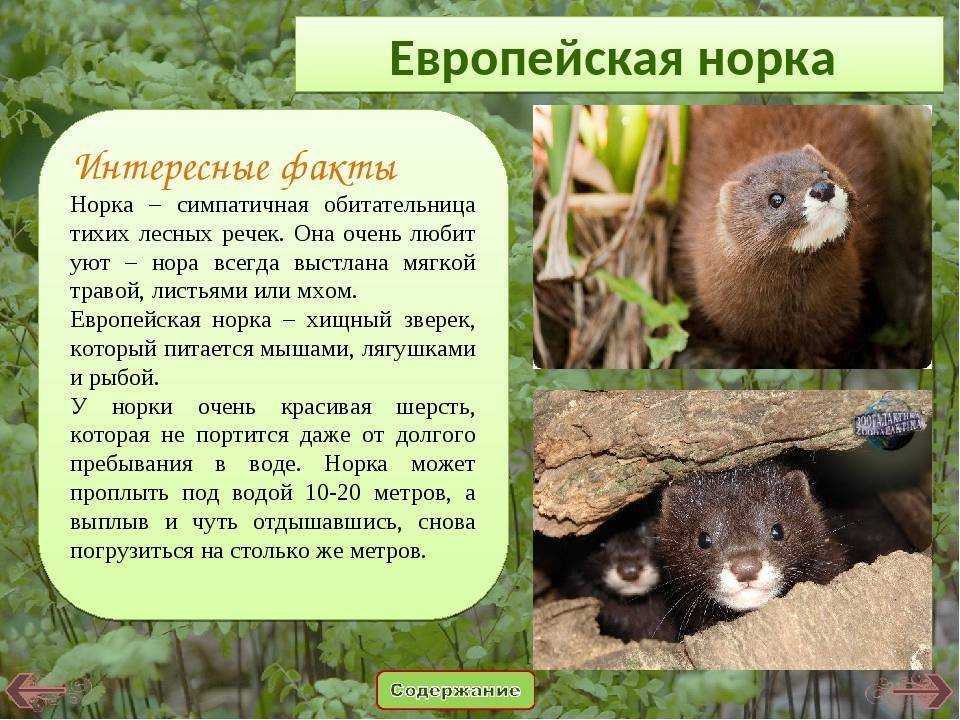Европейская норка