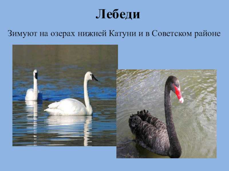 Животные, занесенные в красную книгу алтайского края - названия, описание и фото — природа мира