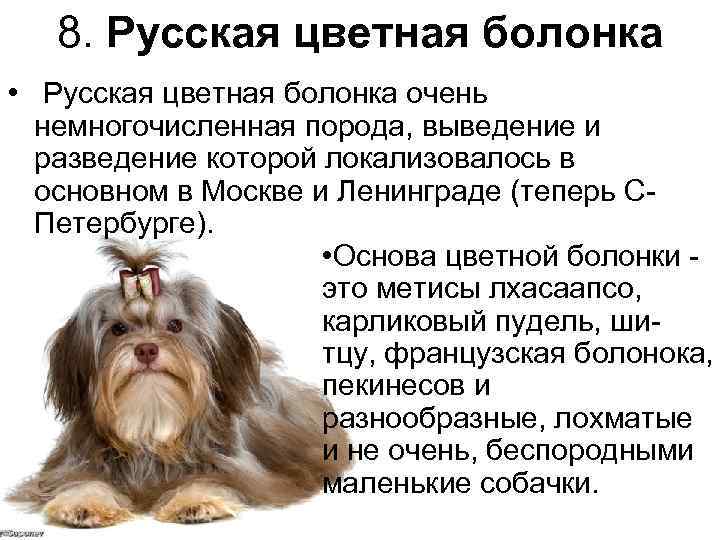 Русская цветная болонка: история породы, внешний вид, характер, здоровье (+ фото) | ваши питомцы