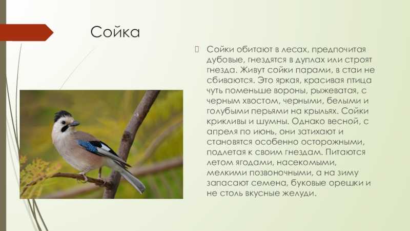 Птицы крыма: фотографии и названия основных видов