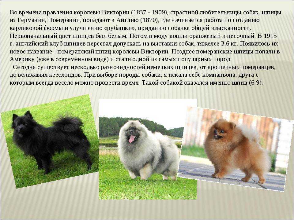 Все о померанских шпицах: внешний вид, характер собачки, разновидности