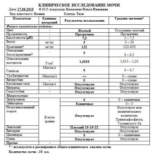Кровь в моче у кошки
