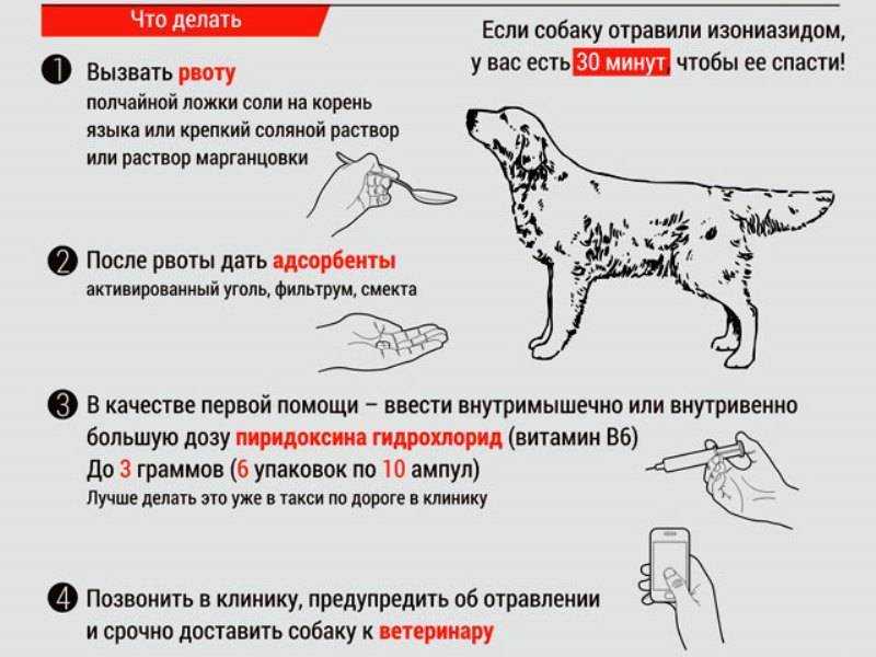 Чем кормить чихуахуа: правильный рацион питания в домашних условиях
чем кормить чихуахуа: правильный рацион питания в домашних условиях