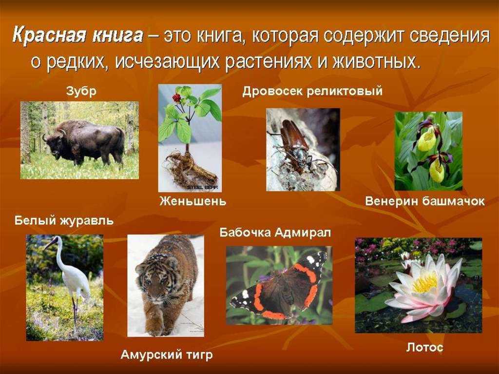 Животные саратовской области, занесённые в красную книгу презентация, доклад