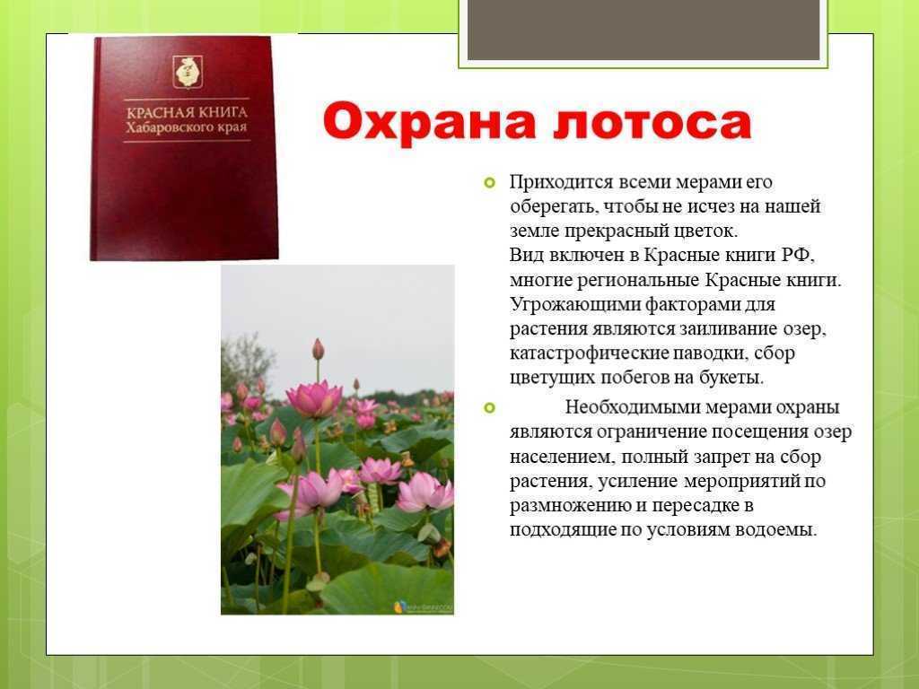 Лотос орехоносный
