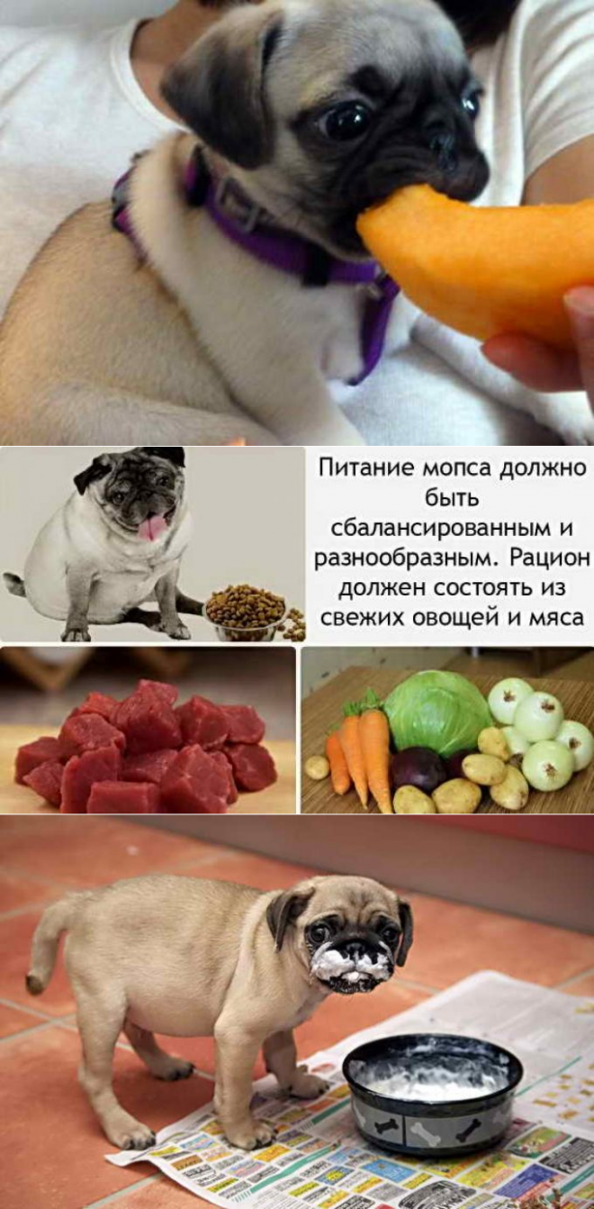 Рацион и частота кормления щенков от рождения до года жизни: таблица