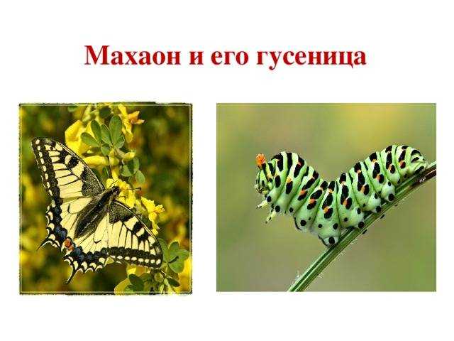 Бабочка махаон: описание, интересные факты для детей. что любят бабочки махаон в домашних условиях, сколько живут? какого цвета бывают бабочки махаоны: фото
