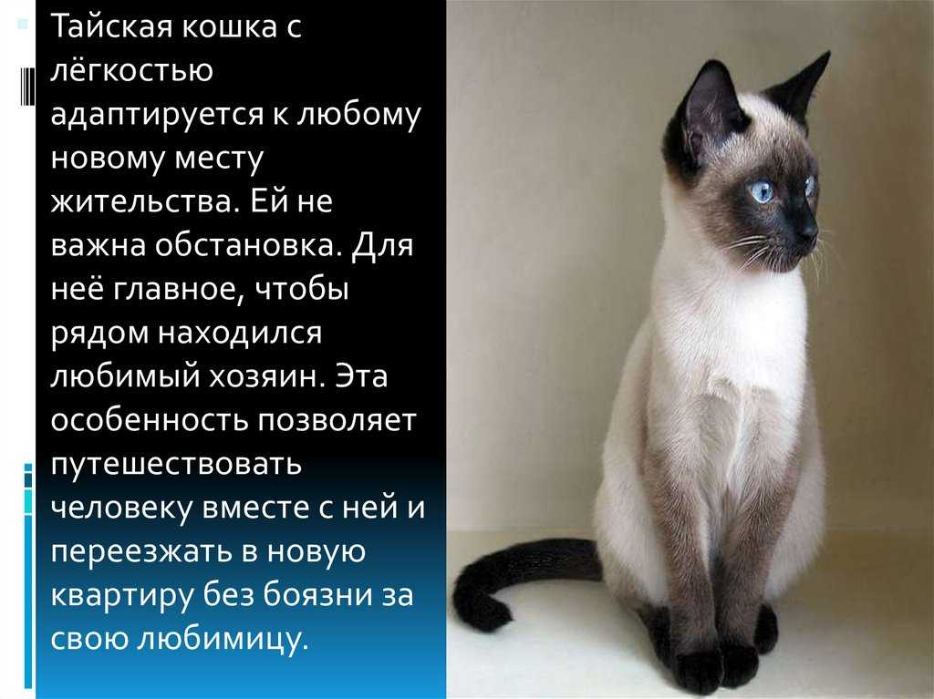 Ред поинт кошки характер