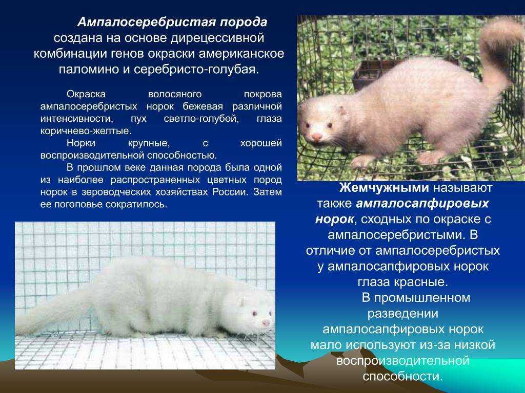 Разведение норки как бизнес. содержание и уход норок в домашних условиях. вложения и прибыль.