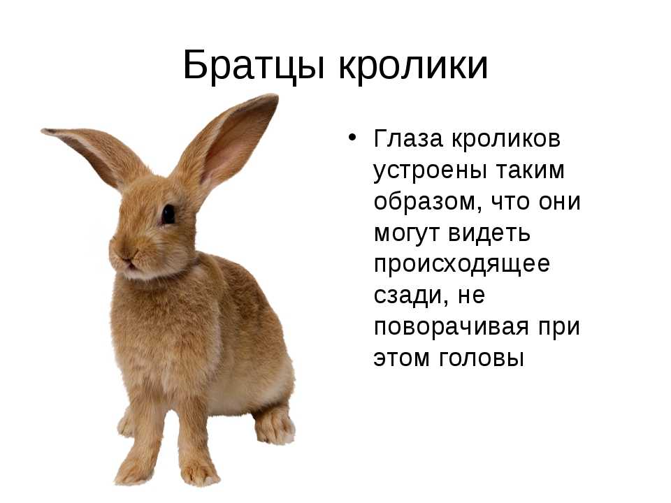 Кролики - млекопитающие? что тебе нужно знать! - общий 2024