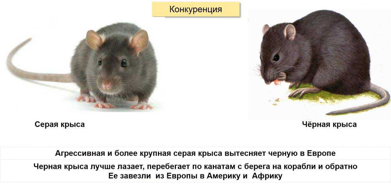 Стрижи: описание, чем питаются, среда обитания, сколько живут