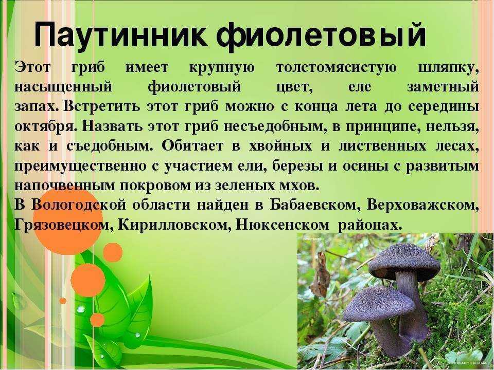 Паутинник съедобный или гриб толстушка: фото, описание, как готовить и где он растет