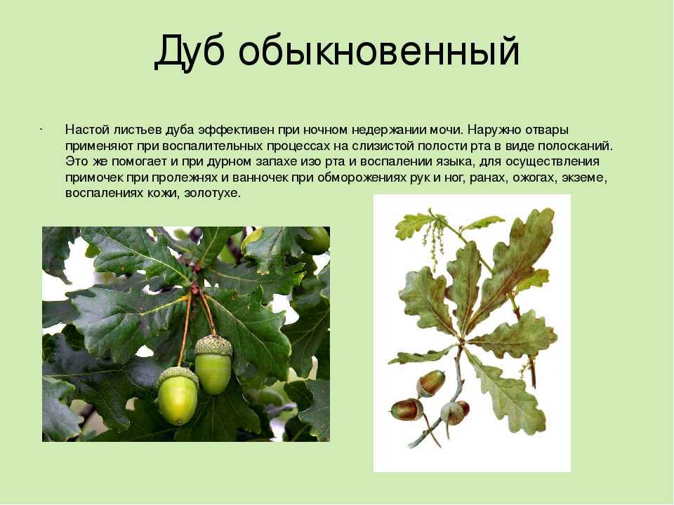 Большой дуб: описание, свойства, польза (фото)