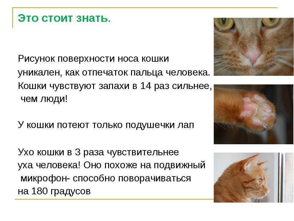 Сухой и горячий нос у кота: причины и что делать – как помочь кошке или котёнку