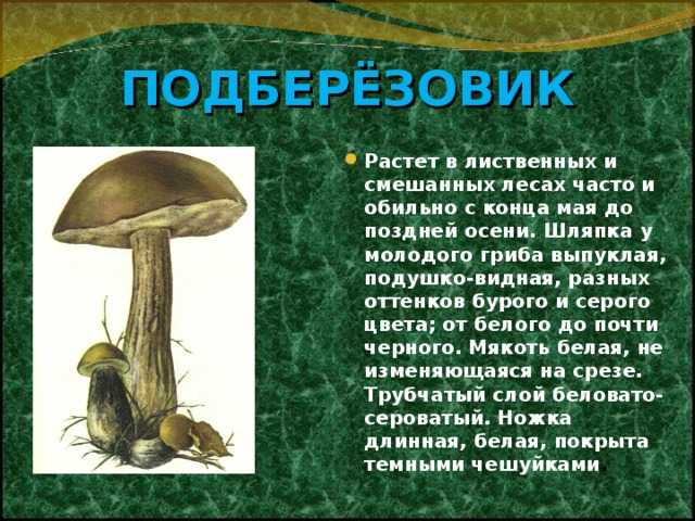 Грибы подберезовики: фото и описание видов, как выглядят грибы, где и когда растут