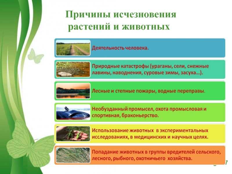 Животные красной книги россии и мира: фото, название, описание
