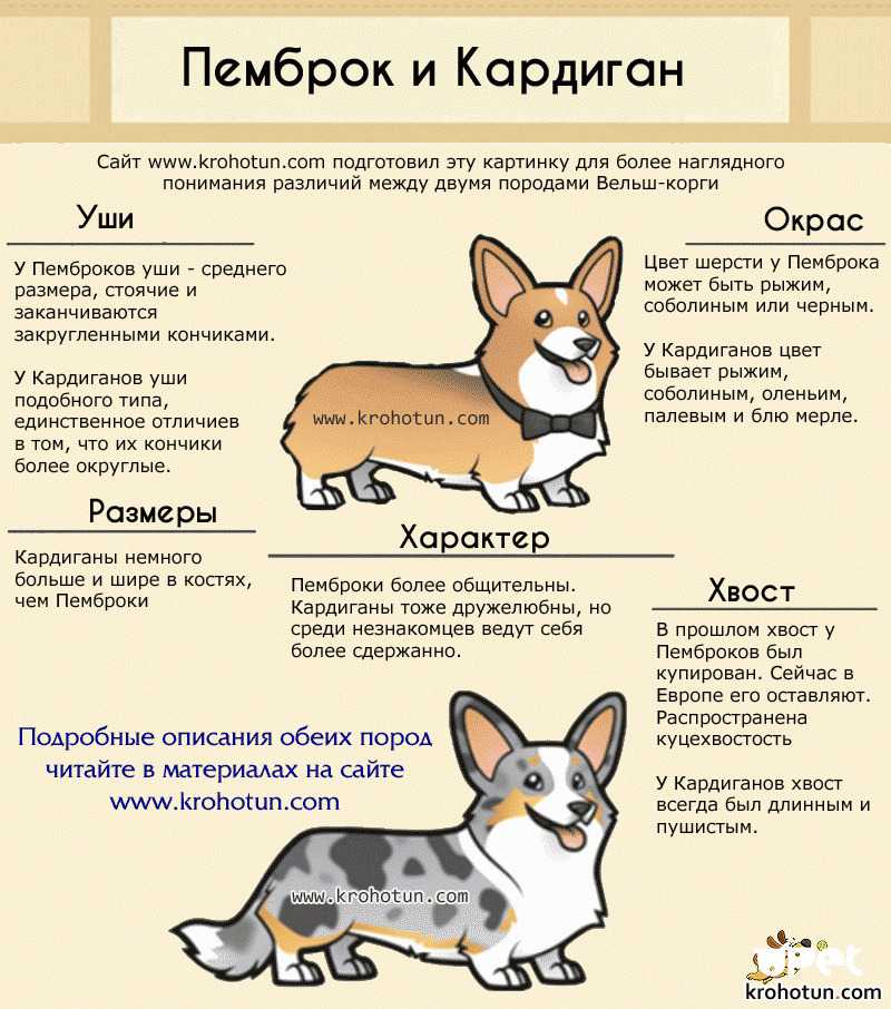 Корги пемброк - описание породы, особенности воспитания