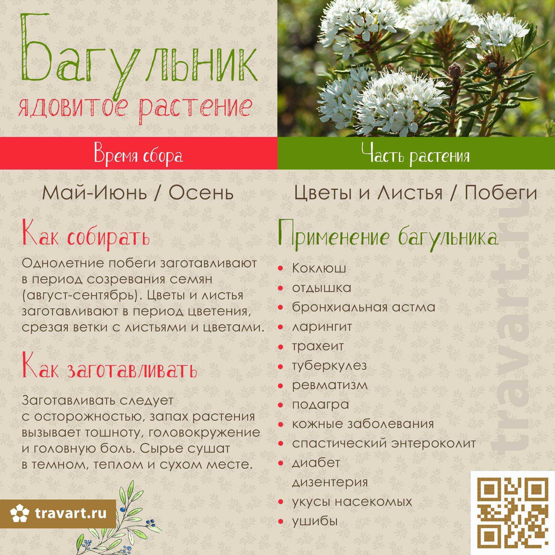 Багульник болотный