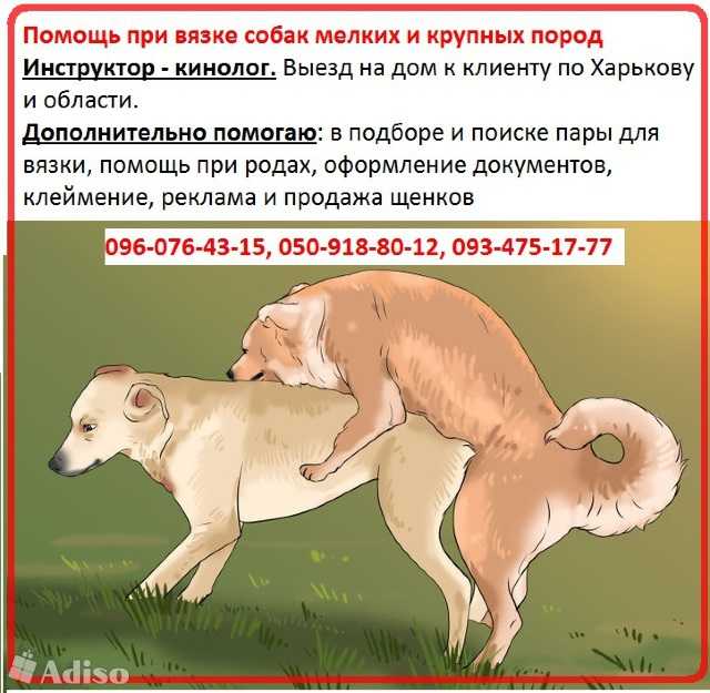 Первая течка у собаки. что нужно знать хозяину.