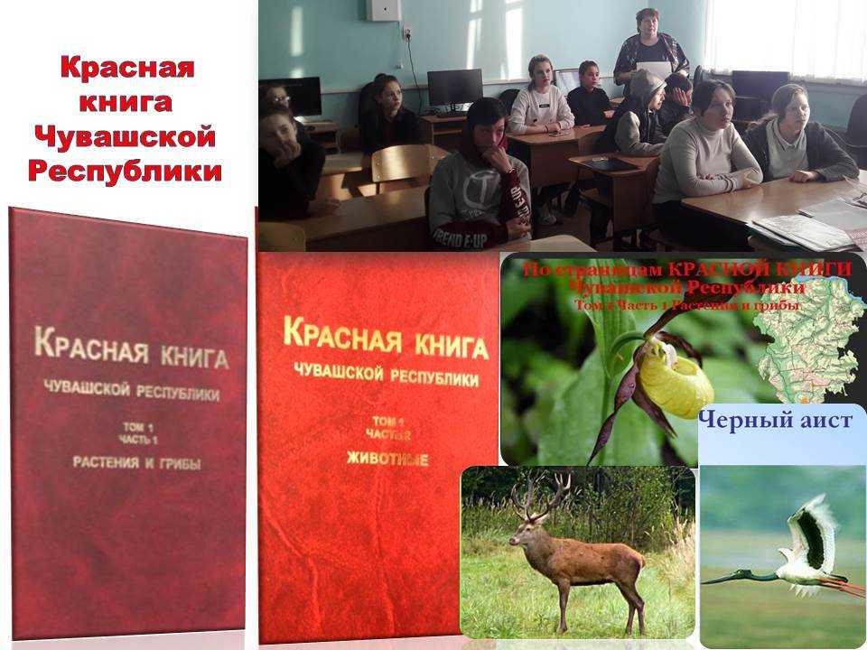 Дикие животные чувашии. красная книга чувашской республики животный мир чувашии