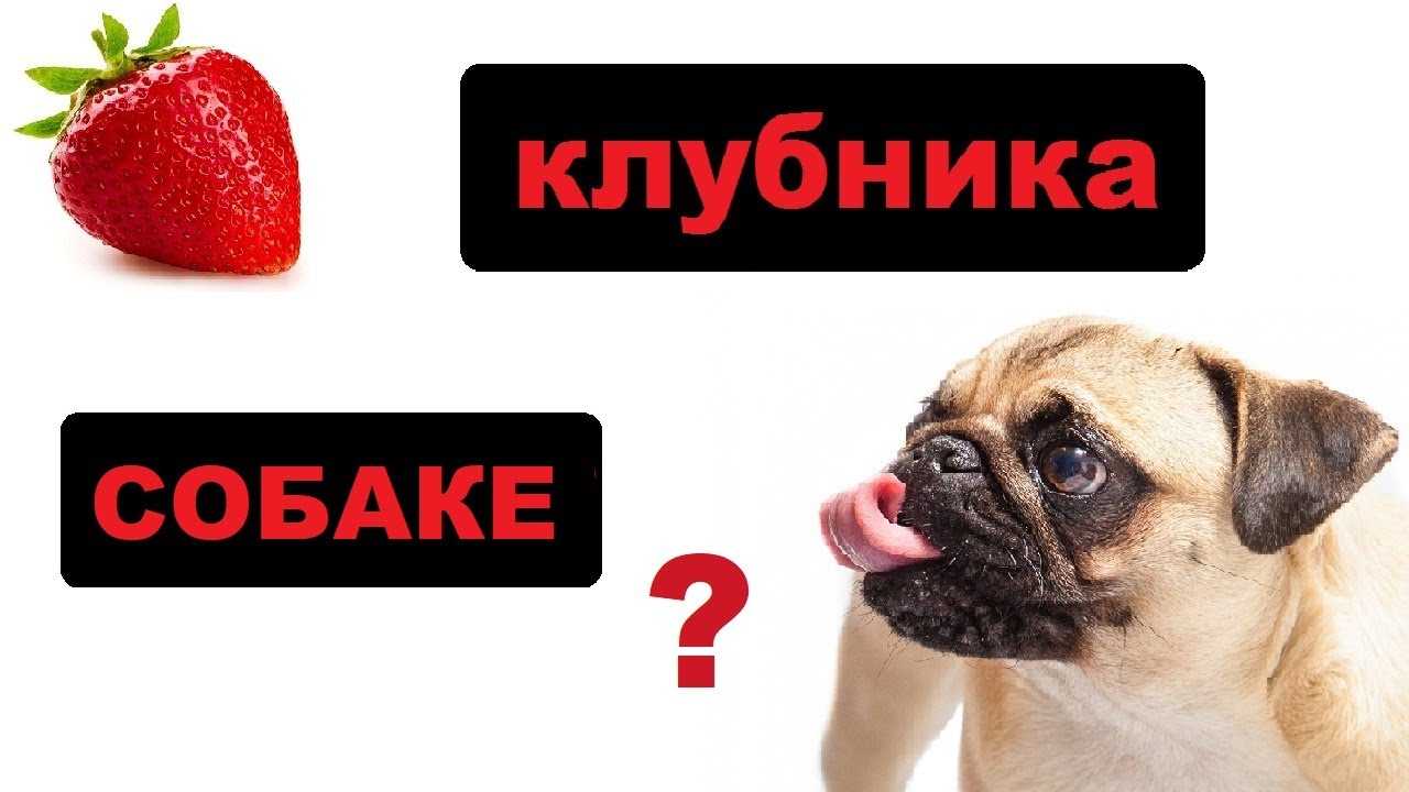 Чем нельзя кормить собаку: запрещенные и опасные продукты