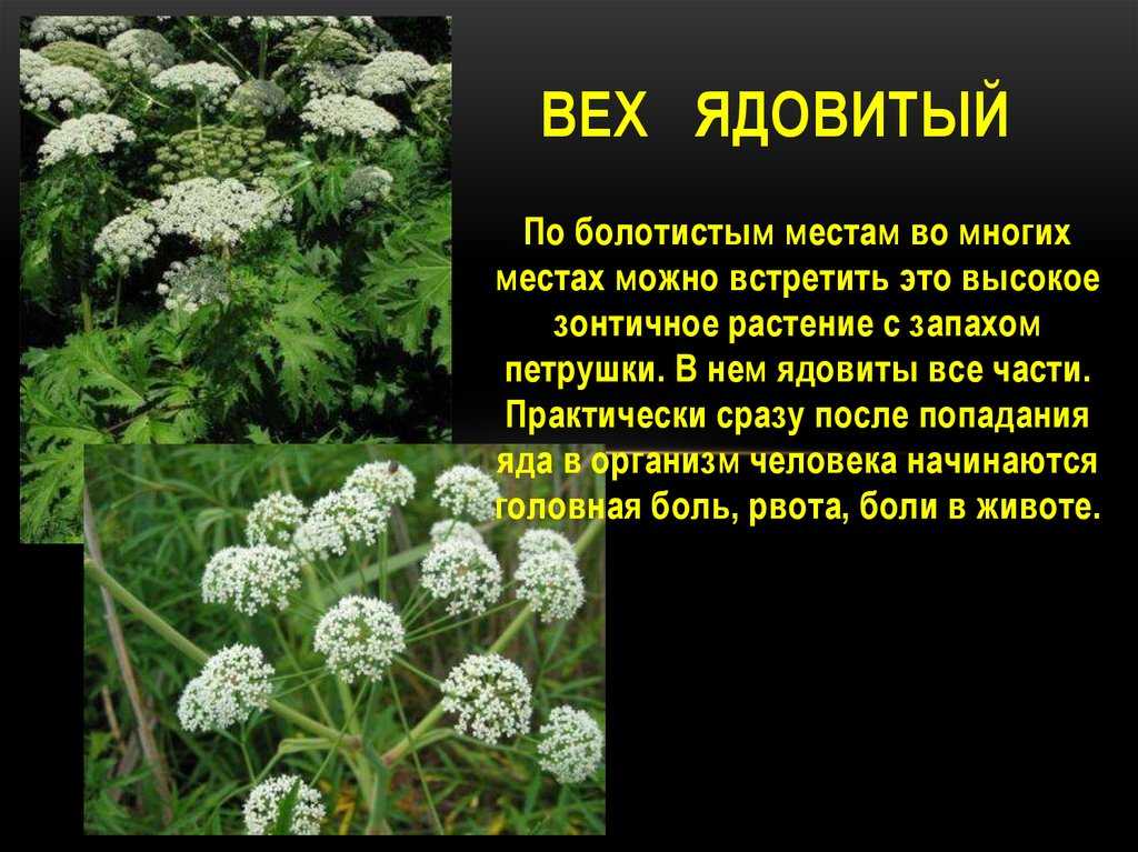 Ядовитые растения: опасность, вред, фото с описанием.