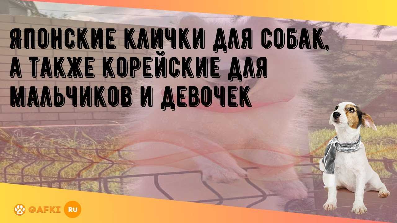 Имена для котов и кошек: список красивых, легких, популярных, современных, редких кличек