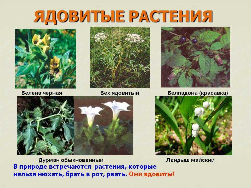 Самые ядовитые растения в мире