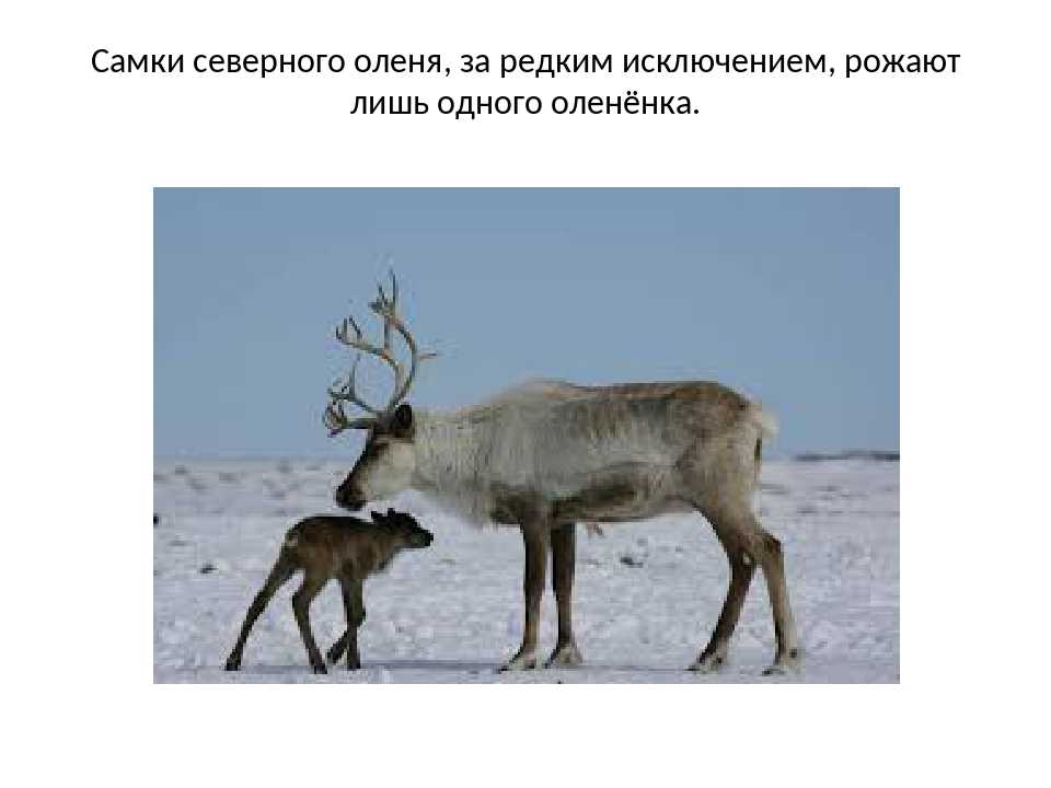 Полная информация об оленях