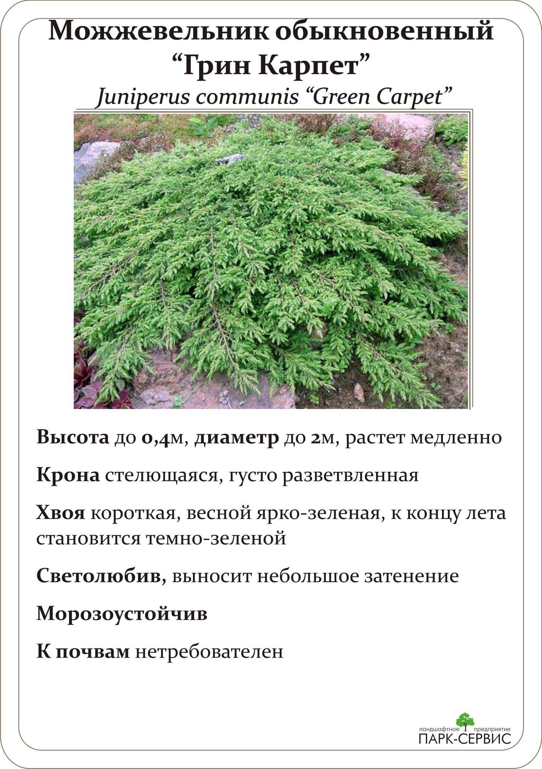 Можжевельник – как выглядит и где растет дерево, описание, свойства и преимущества древесины