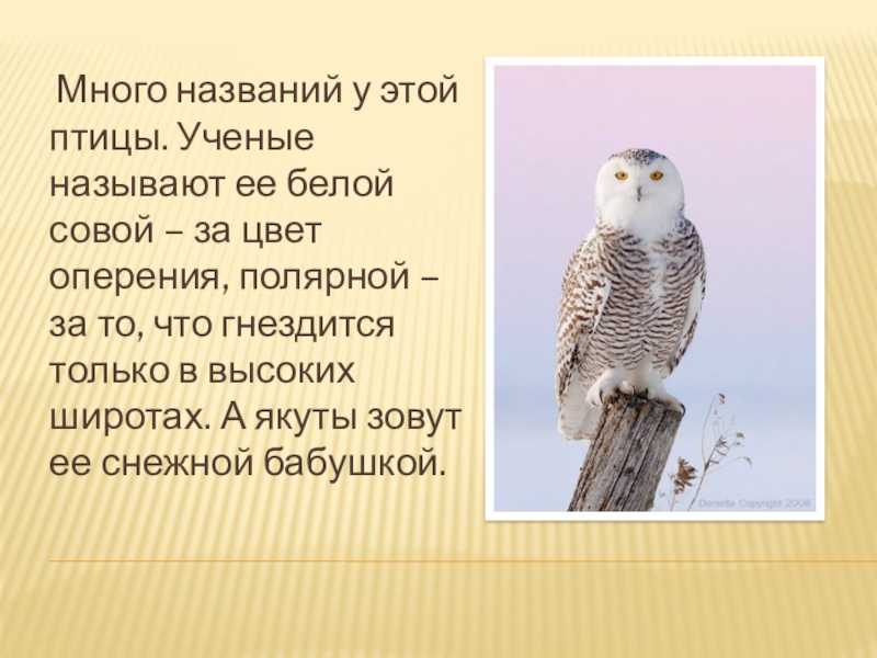 Полярная сова птица. полярная сова относится к роду филинов отряда совообразных. это большая птица, обитающая в полярной тундре крайнего севера.