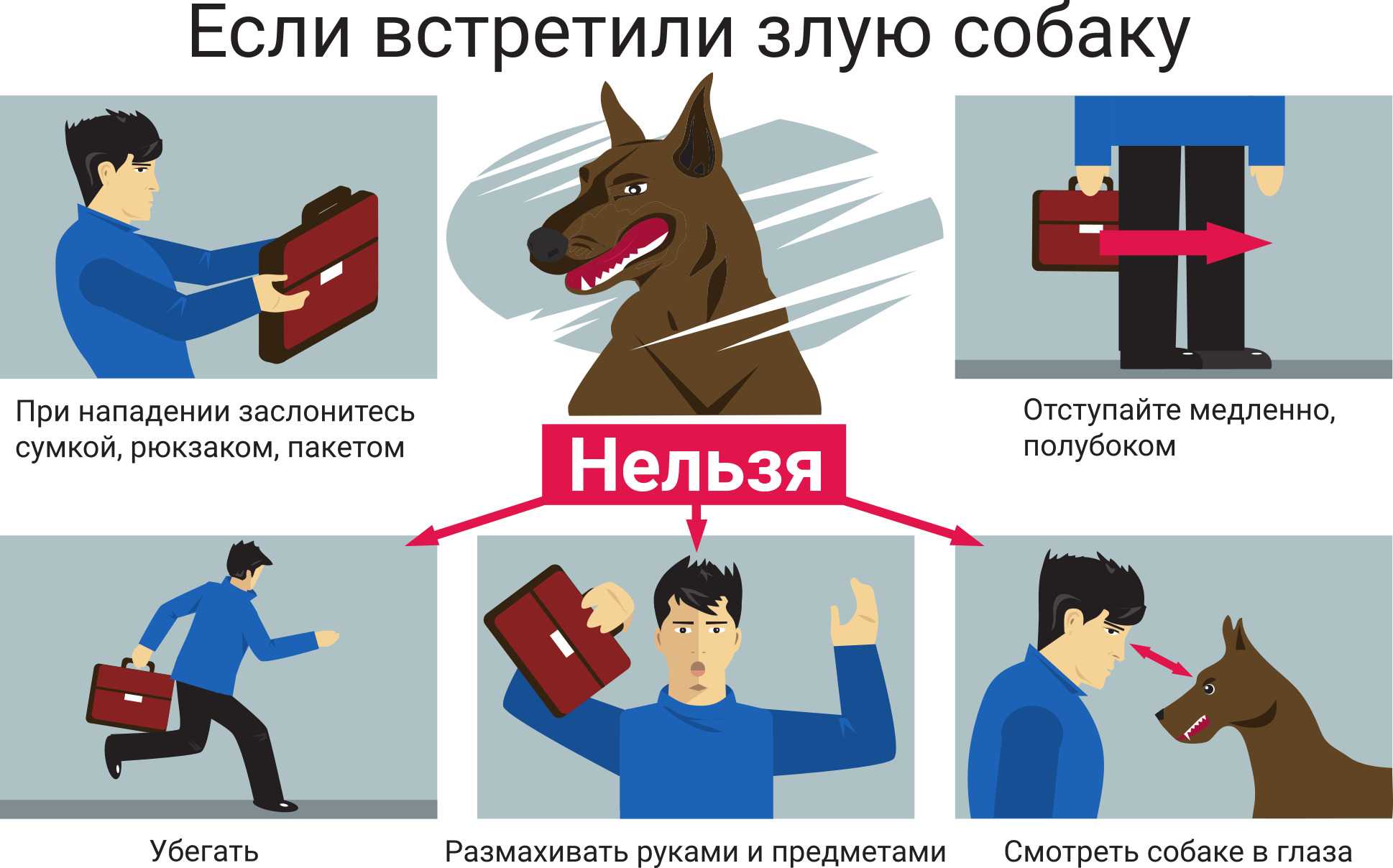 Как происходит отлов собак: основные этапы и правила